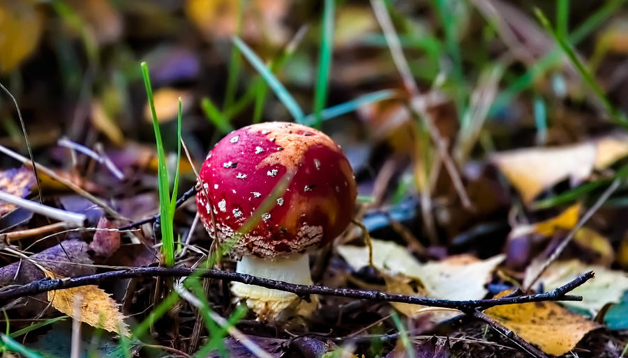  Amanita muscaria commonly known as the fly agaric or fly amanita Photograph by Leif Sohlman
