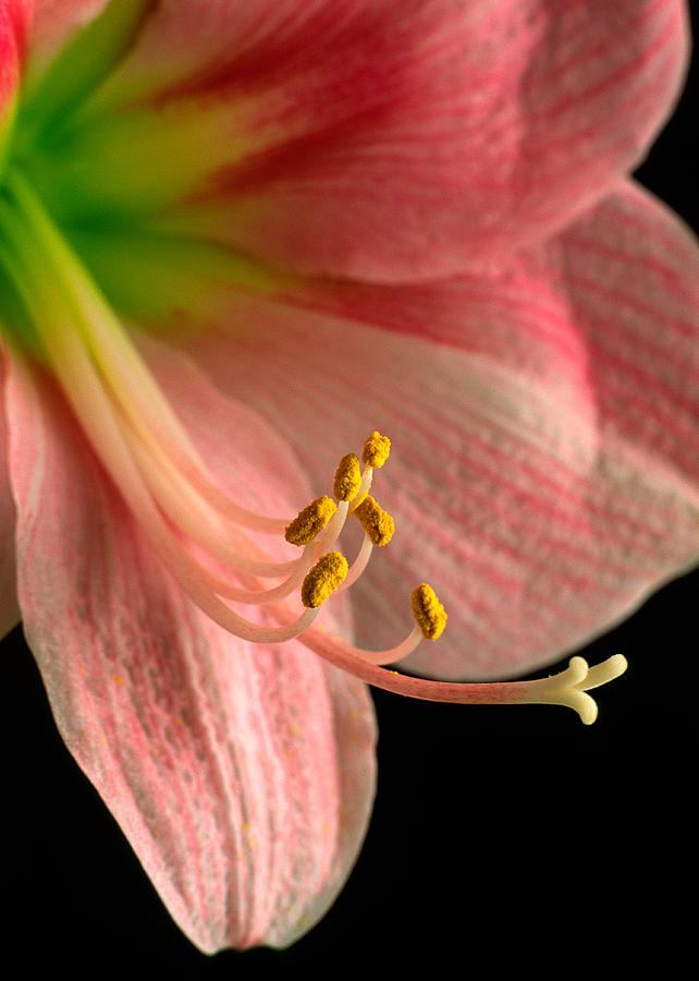 Flowers Still Life Photograph -  Amaryllis by David and Carol Kelly