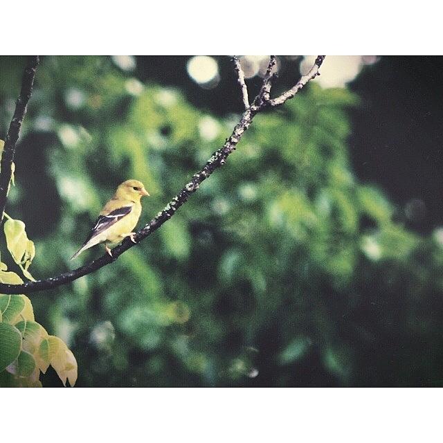 Columbus Photograph - • American Goldfinch • by Jayna Wallace