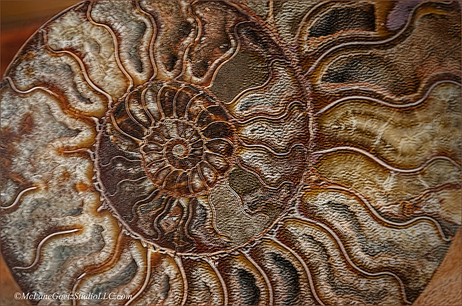  Ammonite Fossils Photograph by LeeAnn McLaneGoetz McLaneGoetzStudioLLCcom