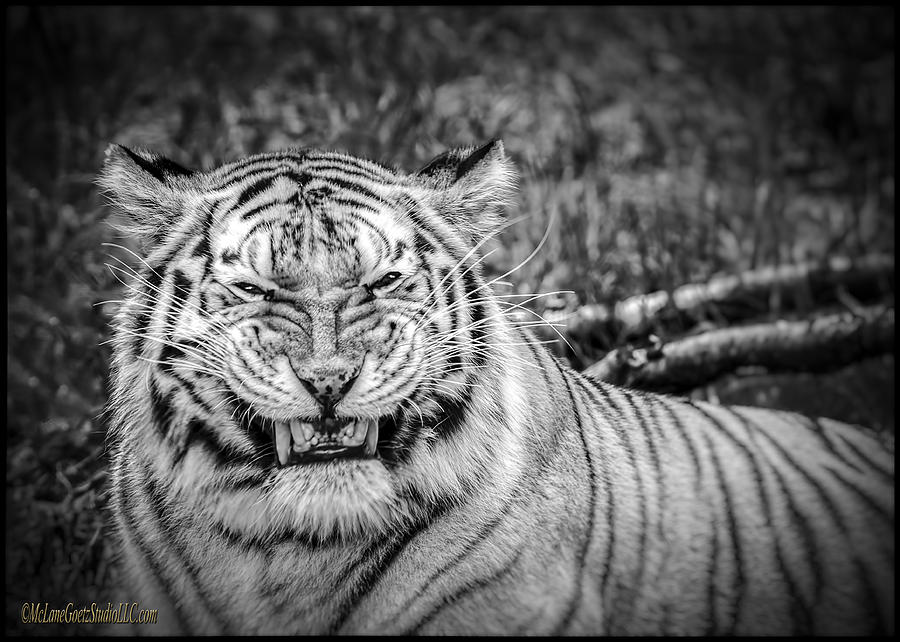 Animal Photograph -  Amur Tiger Black and White by LeeAnn McLaneGoetz McLaneGoetzStudioLLCcom