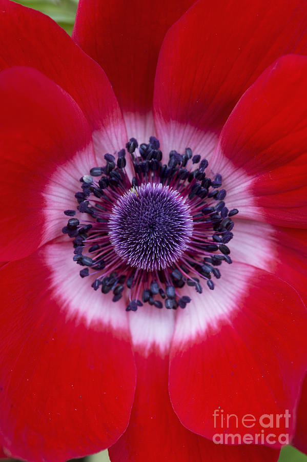Flower Photograph -  Anemone Coronaria Harmony Scarlet Flower by Tim Gainey