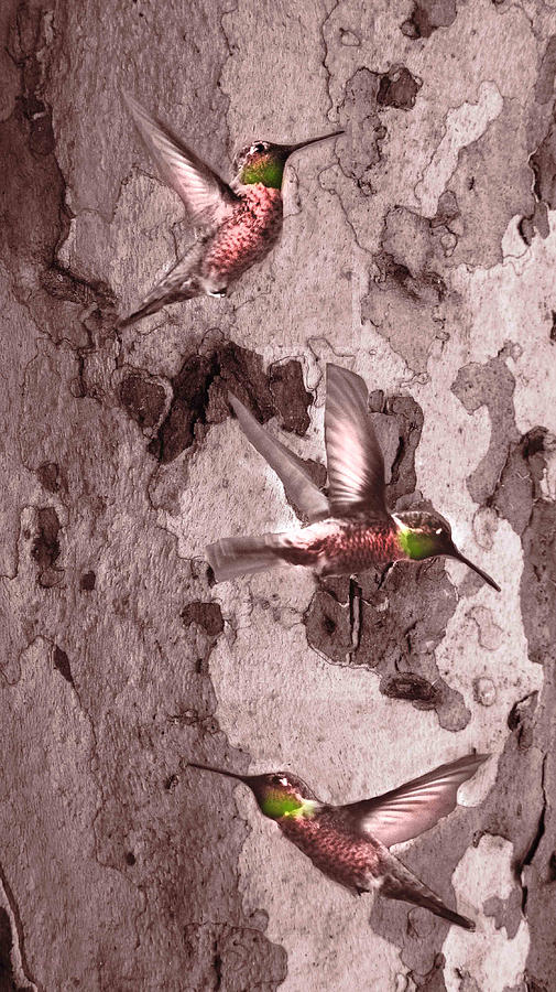  Annas Hummingbirds Digital Art by Kandy Hurley