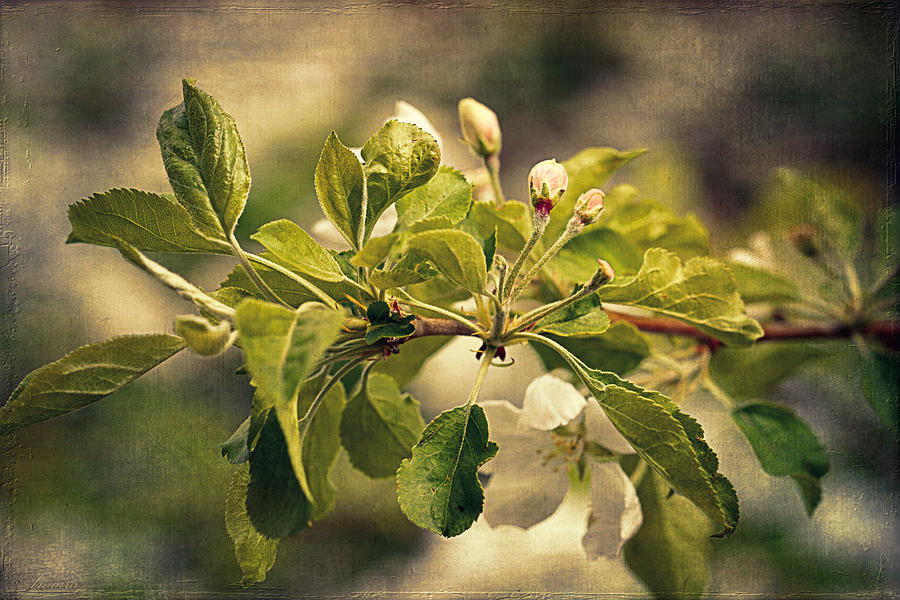  Apple Blossom Time Photograph by Maria Angelica Maira