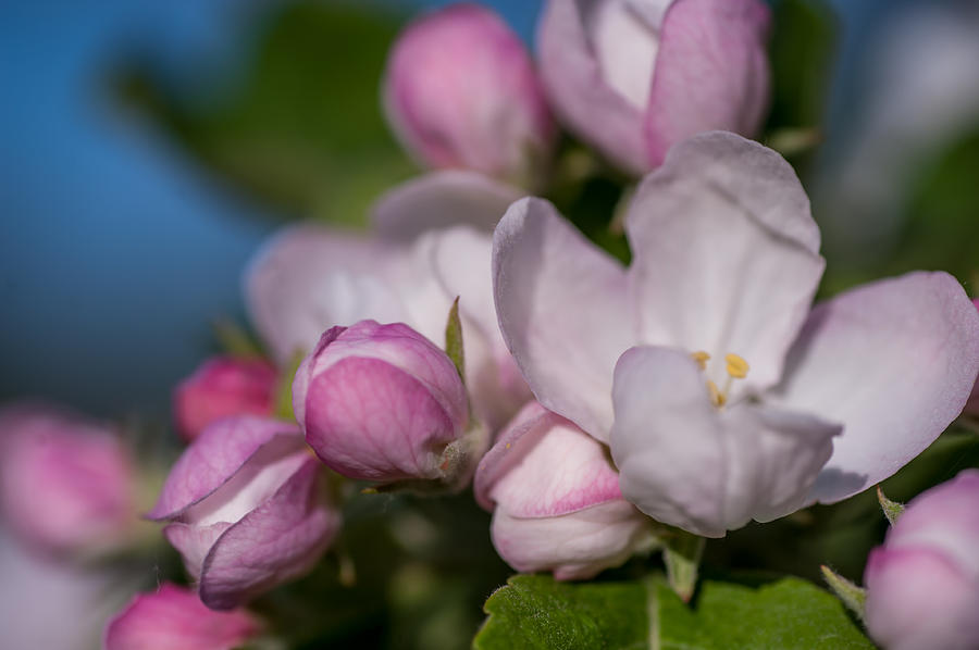  AppleTree Blossom at Spring Photograph by Jenny Rainbow