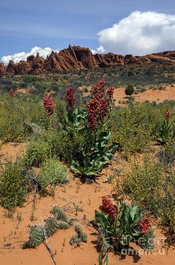 Arches National Park-flowers-image Photograph