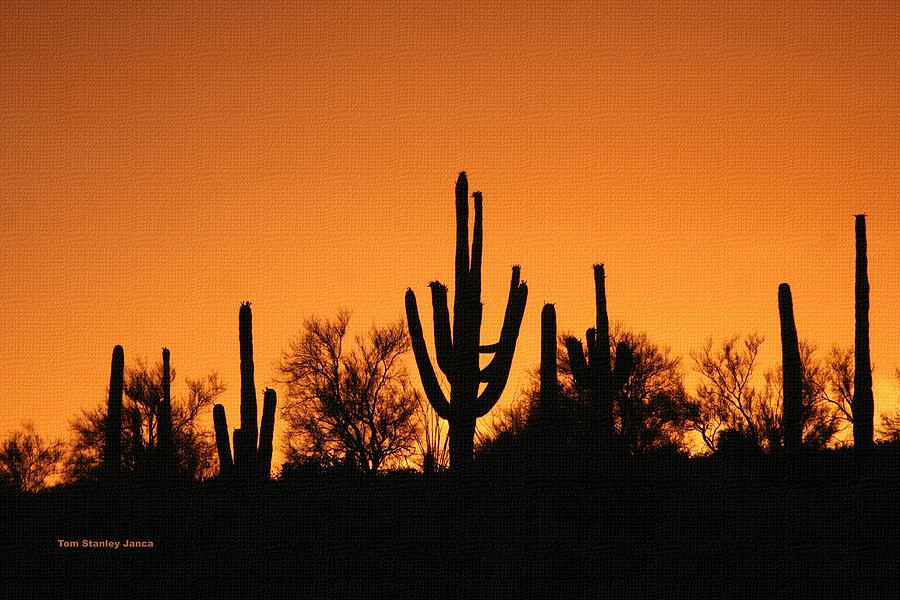  Arizona Sagurao Sunset Photograph by Tom Janca