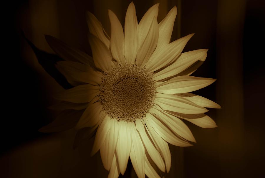  Art of the Sun- Flowers Photograph by Rae Ann  M Garrett