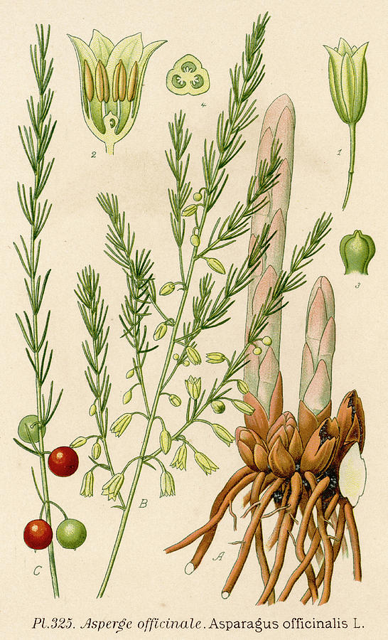 Asparagus Officinalis French Asperge Drawing by Mary Evans Picture ...