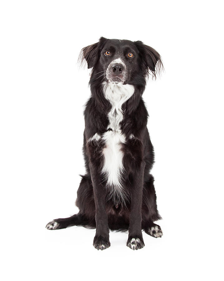 Animal Photograph -  Attentive Border Collie Mix Breed Dog Sitting by Good Focused
