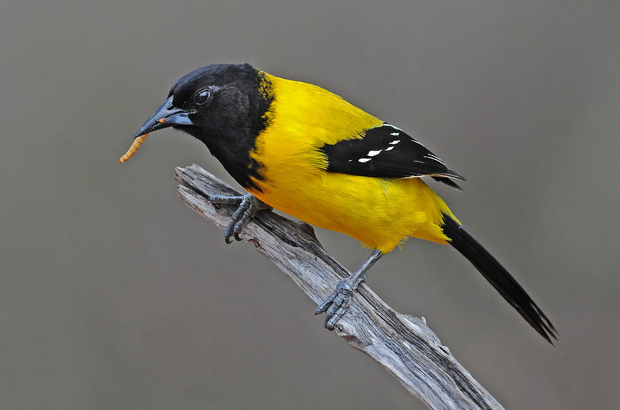  Audubons Oriole With Grub Photograph by Dave Mills