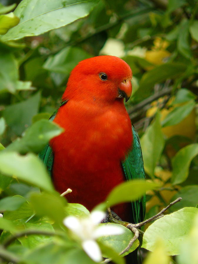  Aussie King Parrot Photograph by Margaret Stockdale