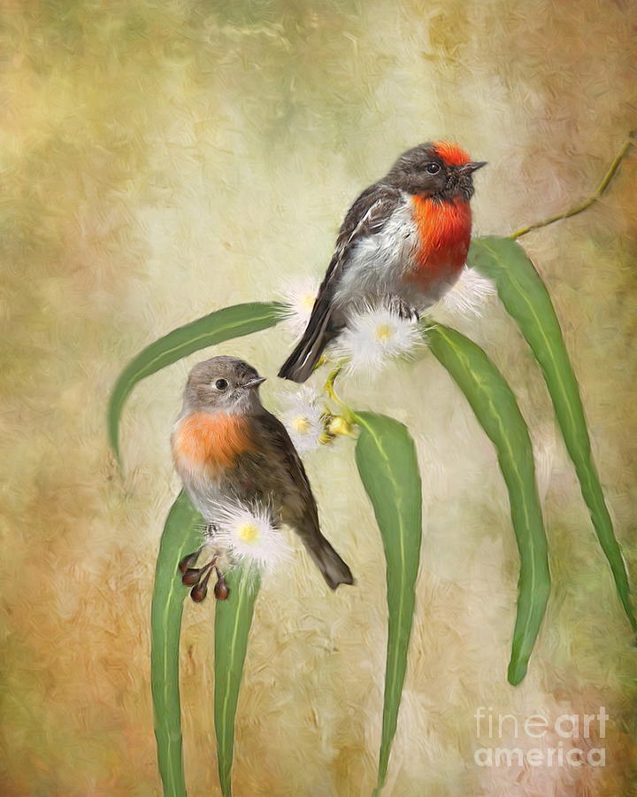  Australian Scarlet Robin Digital Art by Trudi Simmonds