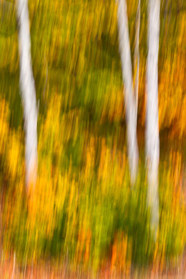 Autumn Birches Photograph by Jeff Sinon