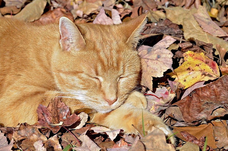 Fall Photograph -  Autumn Dreaming by Susan Leggett