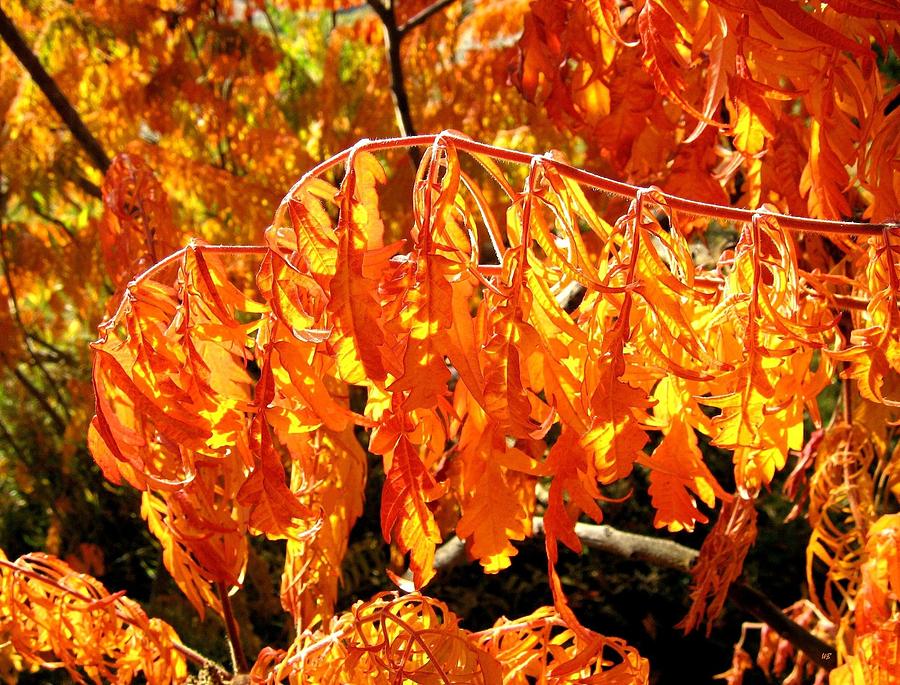  Autumn Splendor 1 Photograph by Will Borden