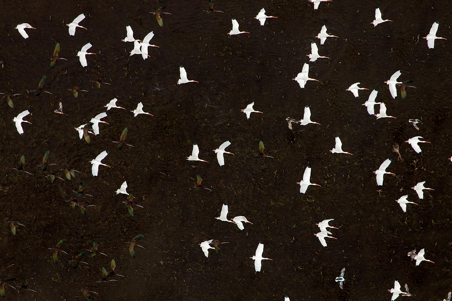 Avian Aerial Photograph