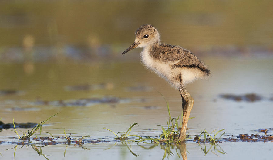  Baby Stilt Standing Alone Photograph by Ruth Jolly