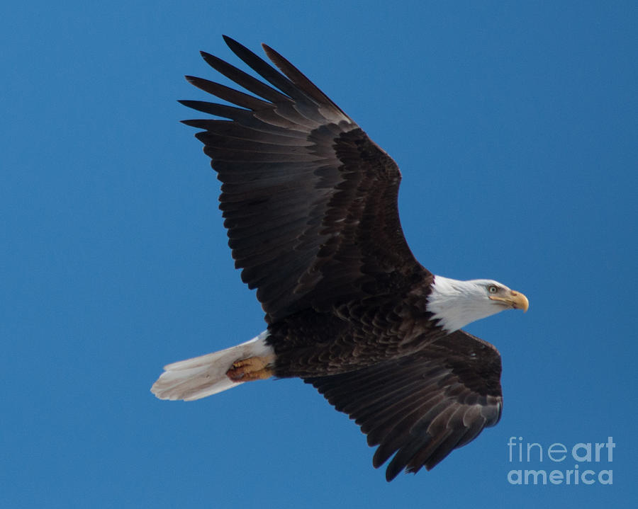 Bald Eagle In Flight 6 Photograph