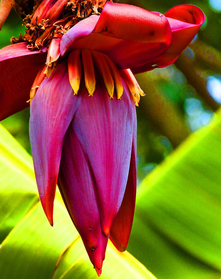  Banana Flower Glow Photograph by Margaret Saheed