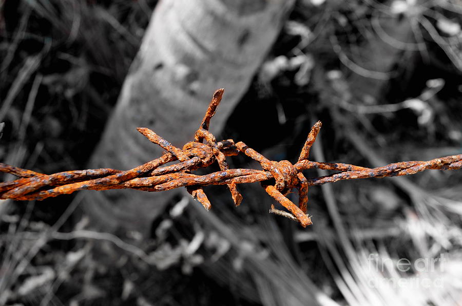  Barbwire Photograph by Michelle Meenawong