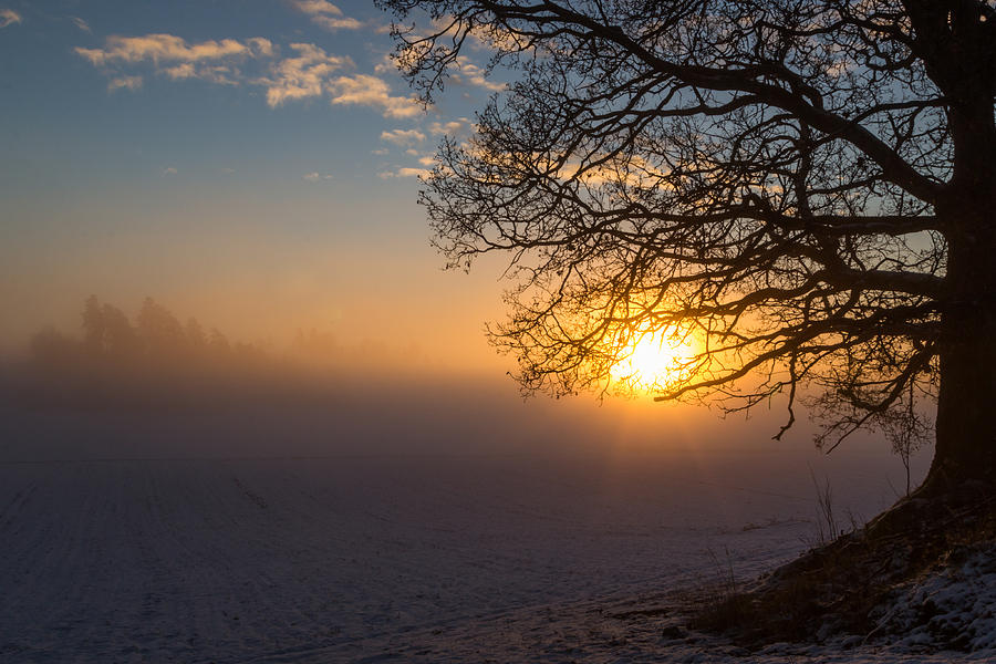 Winter Photograph -  Sunbeams pour through the tree at the misty winter sunrise by Aldona Pivoriene
