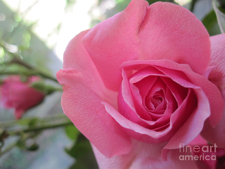  Beautiful Pink Rose Macro 2 Photograph by Tara  Shalton