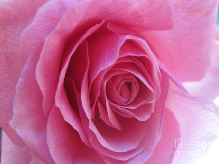 Beautiful Pink Rose Macro 3 Photograph by Tara  Shalton