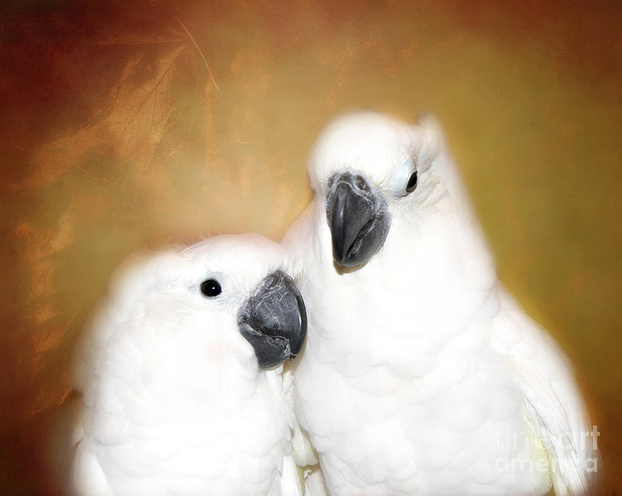  Best Friends Cockatoos  Photograph by Peggy Franz