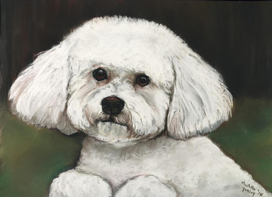  Bichon Frise Painting by Charlotte Yealey