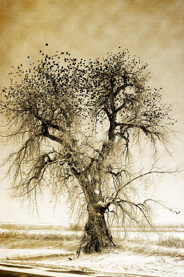  Bird Tree Fine Art  Mono Tone and Textured Photograph by James BO Insogna