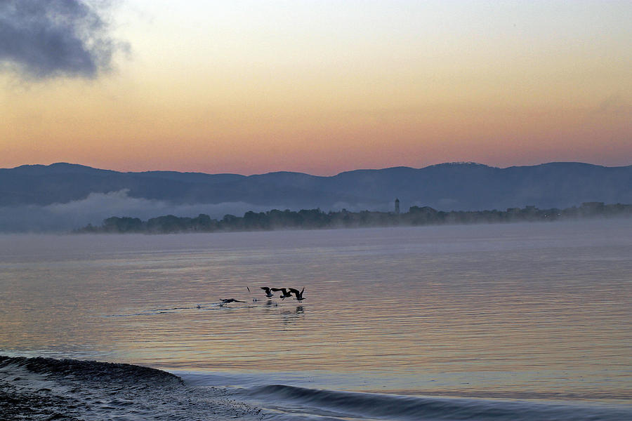 Bird Photograph -  Birds at Dawn by Tony Murtagh