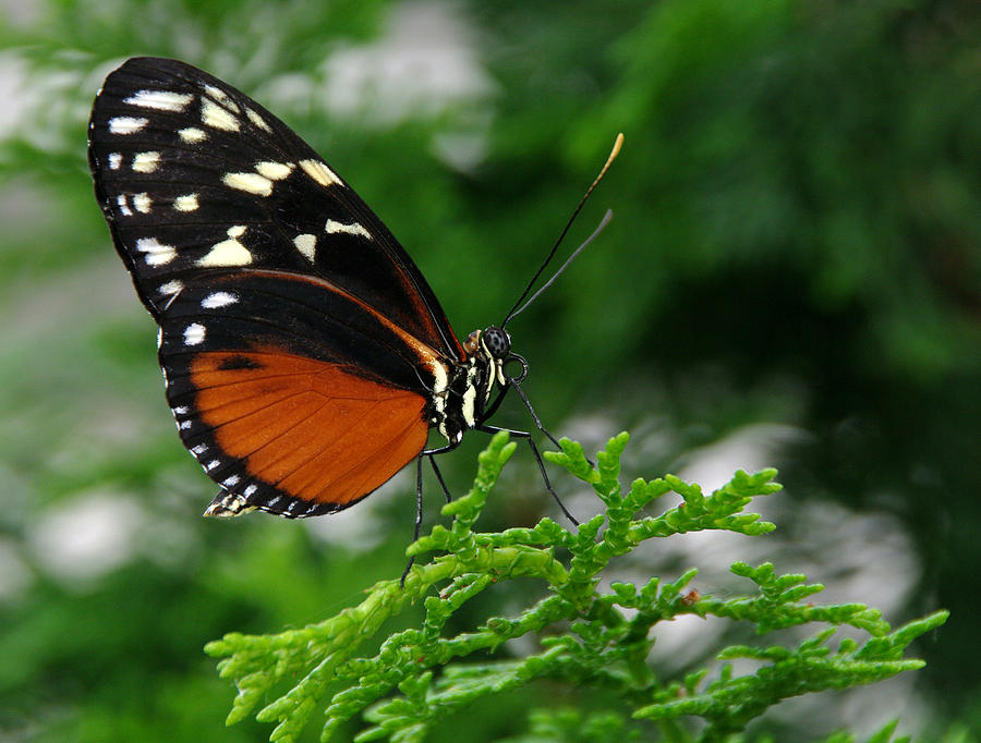 Butterfly Photograph - Black and Orange Butteryfly by Vince Risner Butterfly Photograph - Black and Orange Butteryfly by Vince Risner