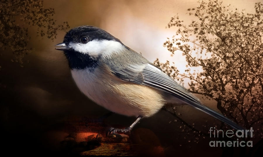  Black Capped Chickadee Photograph by Elaine Manley