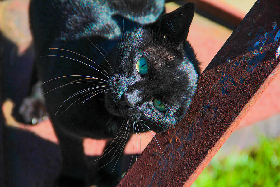 Black Cat Scratch Photograph by Graham Hayward - Fine Art America