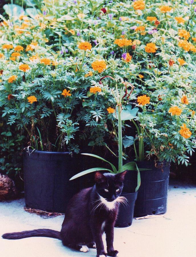 Black And White Cat Photograph -  Black Cat With Orange and Green Marigolds by Trudy Brodkin Storace
