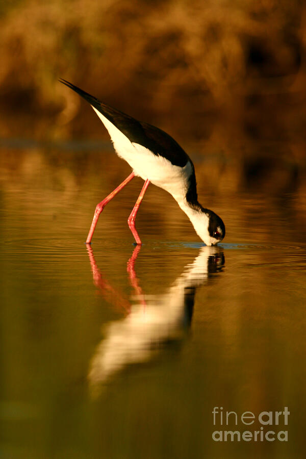 Kiss The Light Photograph by John F Tsumas