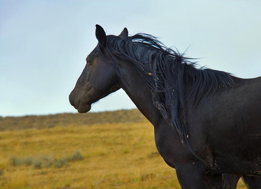 Black Stallion Wild Mustang Photograph by Rich Franco