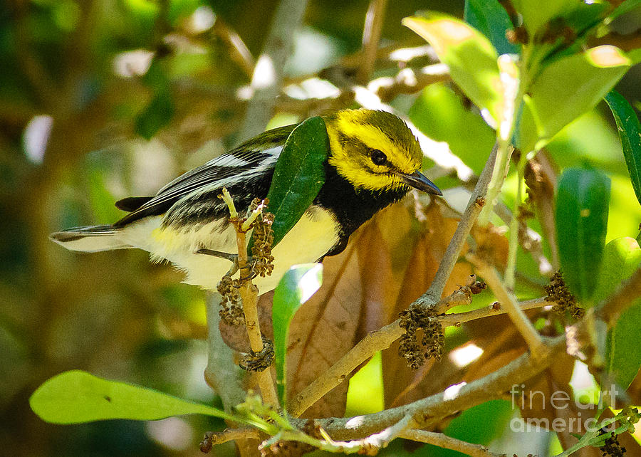 Warbler Photograph -  Black-throated Green Warbler by Carl Jackson