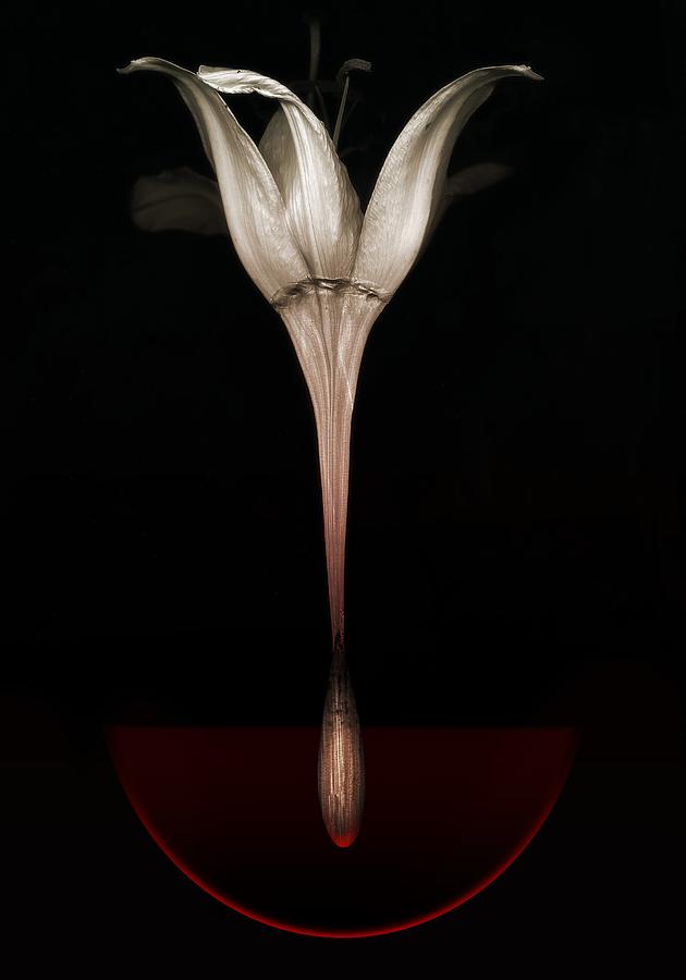 Lily Photograph -  Bleeding lily by Johan Lilja