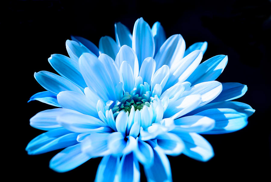  Blue Chrysanthemum Photograph by Scott Carruthers
