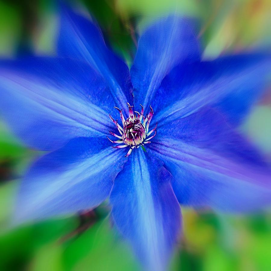  Blue Clematis Photograph by Nick Kloepping