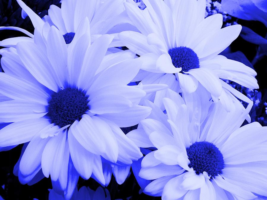  Blue Daisies For You Photograph by Belinda Lee