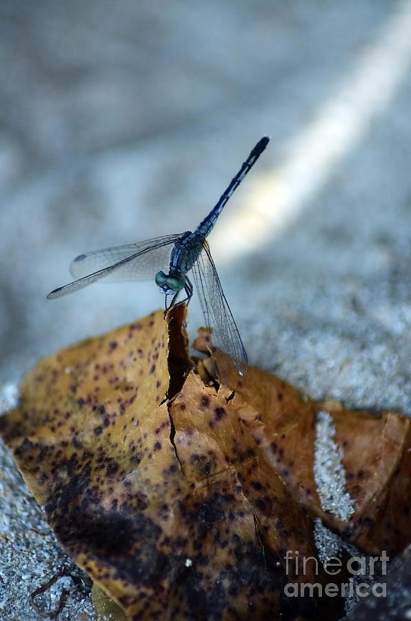  Blue Dragonfly #2 Photograph by Michelle Meenawong