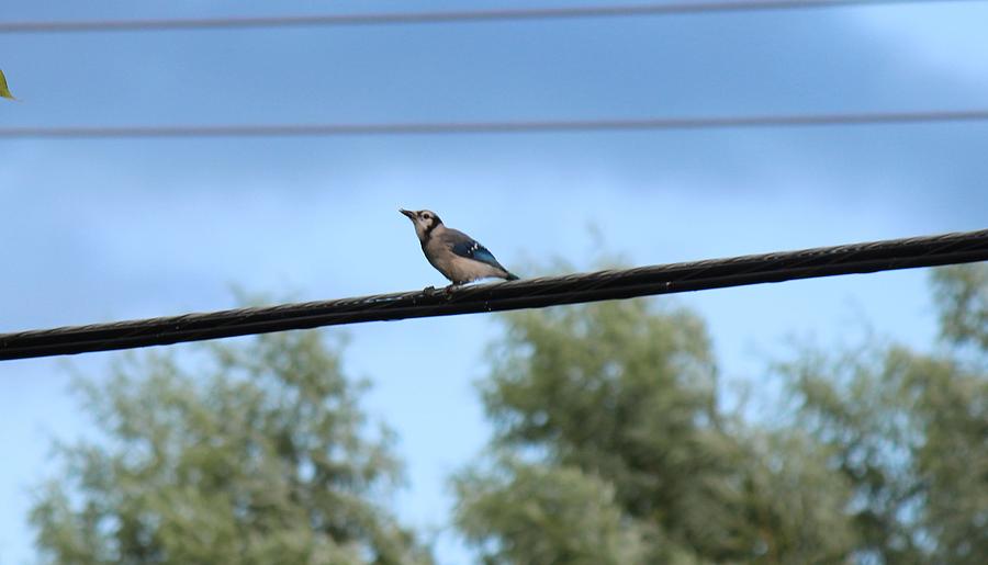 Blue Jay On The High Wire Photograph
