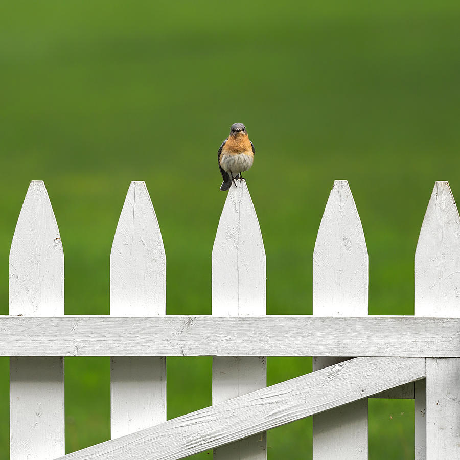 Bluebird Photograph -  Bluebird On The Fence Square by Bill Wakeley