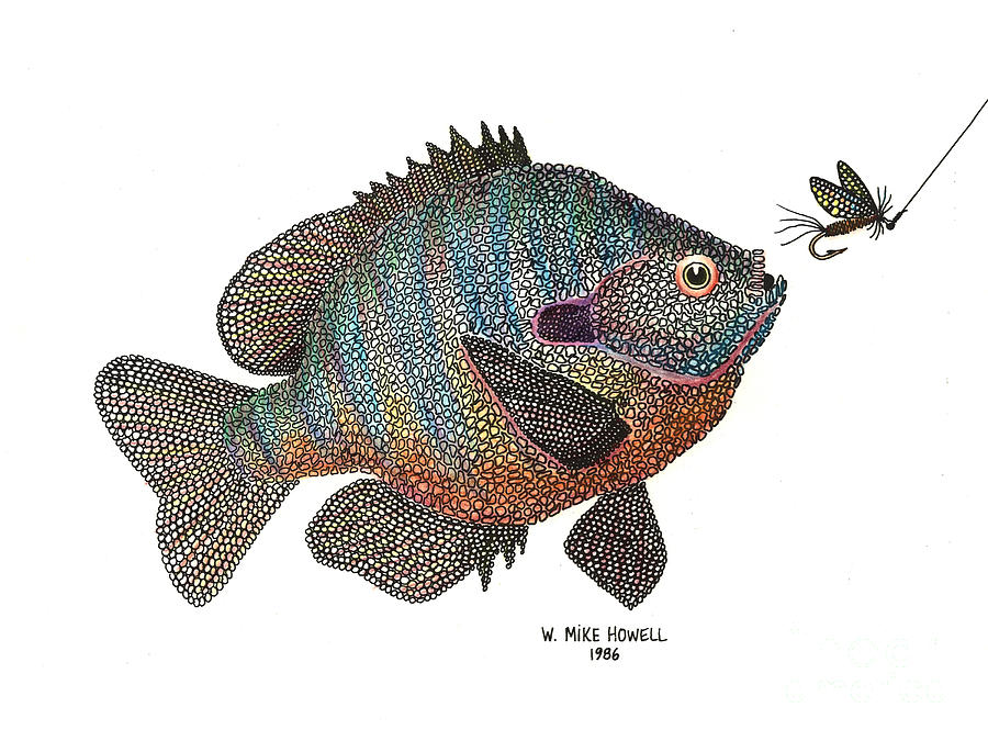 Bluegill and Fly by Mike Howell