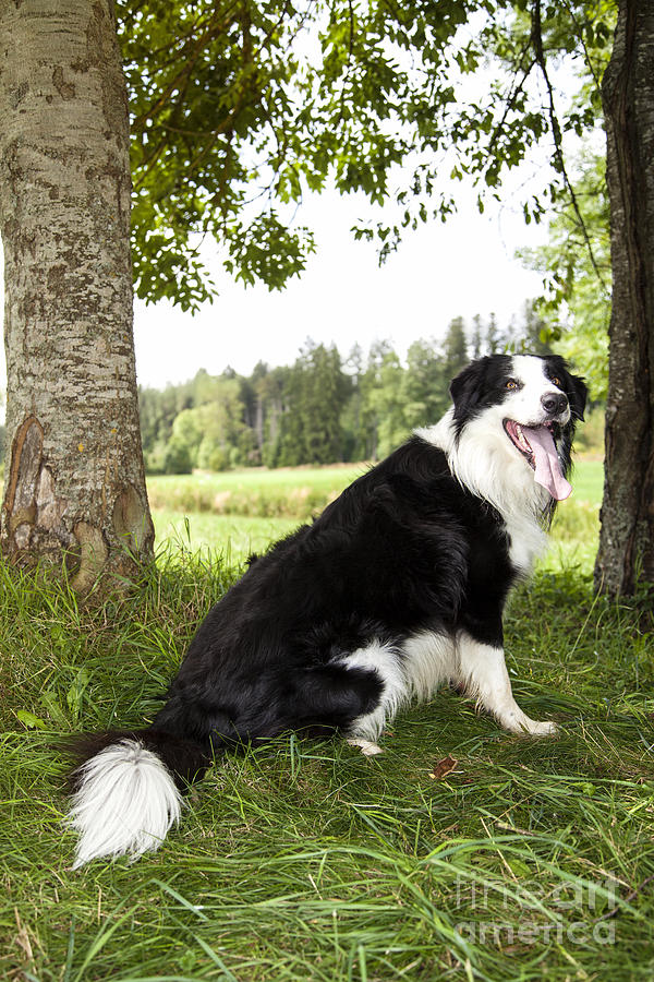 Nature Photograph -  Border Collie in the nature by Gina Koch