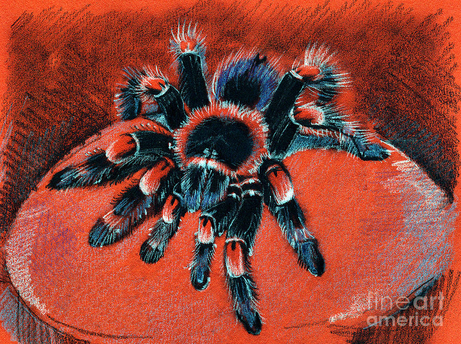  Brachypelma smithi Redknee Tarantula  #1 Drawing by Daliana Pacuraru