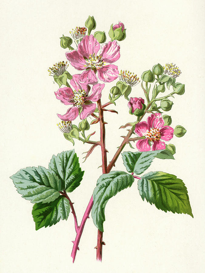 Bramble Date 1894 Drawing by Mary Evans Picture Library - Fine Art America